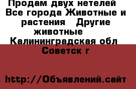 Продам двух нетелей - Все города Животные и растения » Другие животные   . Калининградская обл.,Советск г.